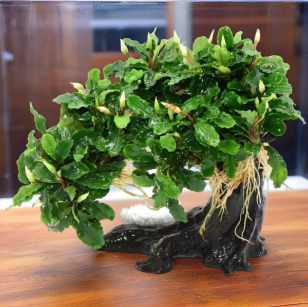 藍精靈辣椒榕樹脂沉木（Bucephalandra sp. Blue Elf）