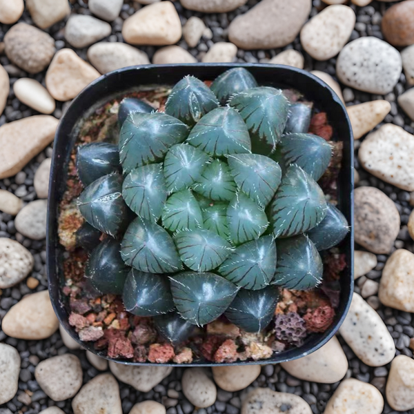 藍鏡玉露 Haworthia cooperi 'Blue Mirror（Blue Mirror Haworthia）