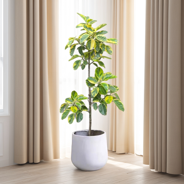 黄金榕（Ficus microcarpa 'Golden Leaves'）