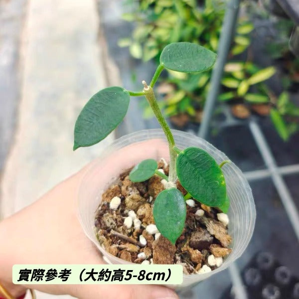石生球蘭 / 毬蘭（ Hoya lithophytica ）