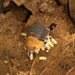 泰國鴨仔鼠婦 Rubber Ducky Isopod ( Cubaris ' Rubber Ducky ' ) 