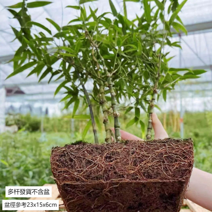 buddha belly bonsai tree Buddha Belly Bamboo (Bambusa ventricosa) - GreenFlow - Specialist in Plants and Animals for Landscaping – 森流 GreenFlow