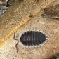 愛琴海鼠婦 / 希臘硬幣鼠婦 Greek Shield Isopod （ Porcellio werneri ）