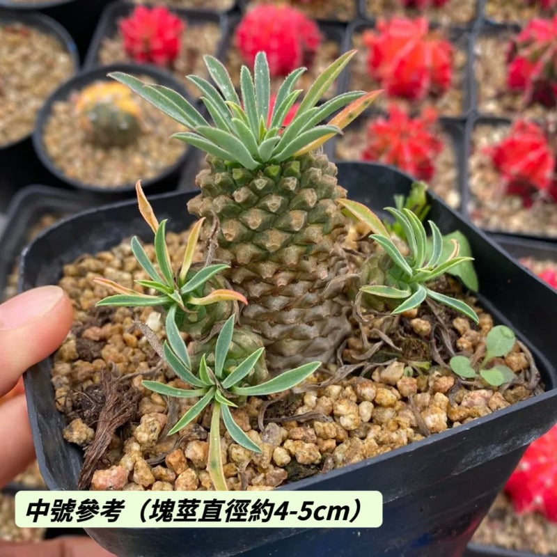鐵甲麒麟 / 鐵甲丸（Euphorbia ankarensis )