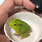 秘魯綠角蛙 Pacific Horned Frog Green ( Ceratophrys stolzmanni )