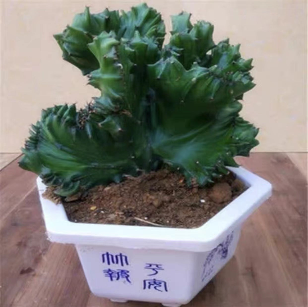玉麒麟（Euphorbia neriifolia var. cristata）