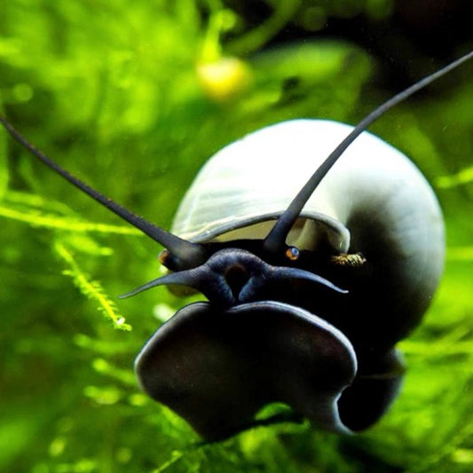 藍螺 / 神秘螺 Blue Mystery Snails (Pomacea bridgesii) 除藻專家