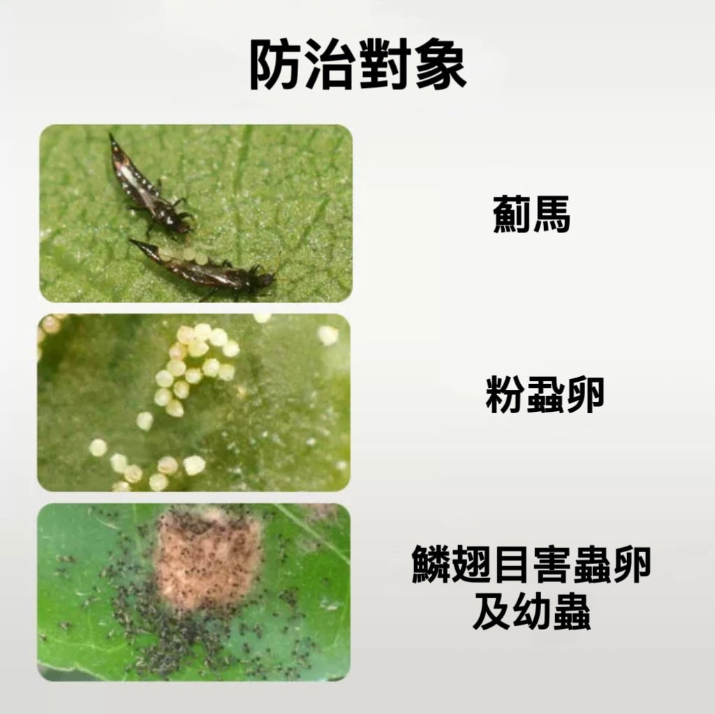 East Asian stink bug - natural enemy of pests (specialized in killing thrips, whitefly eggs, lepidopteran pests and insect eggs) organic control and elimination of pests without pesticides