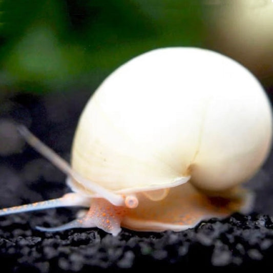 白象牙螺 / 神秘螺Ivory Mystery Snail ( Pomacea bridgesii ) 丝藻克星