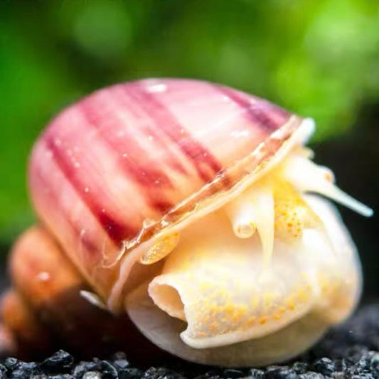 紫紋螺 / 神秘螺 Magenta Mystery Snail ( Pomacea bridgesii ) 清缸高手