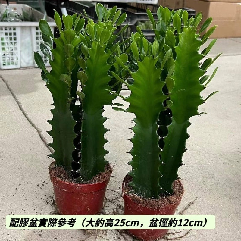 三角霸王鞭 / 巴西龍骨 （ Euphorbia trigona ）