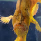 淡水五腳虎魚 / 鮟鱇魚 Freshwater frogfish （ Antennarius biocellatus ）-需預訂