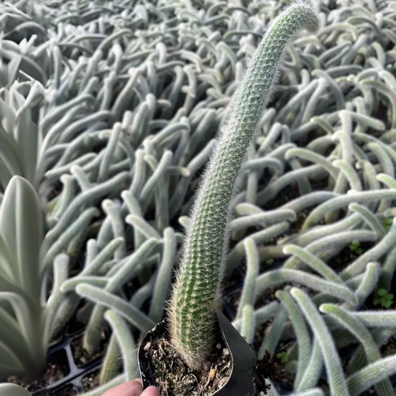 長毛猴尾柱 Monkey Tail Cactus（Cleistocactus winteri ‘ winteri ’ ）