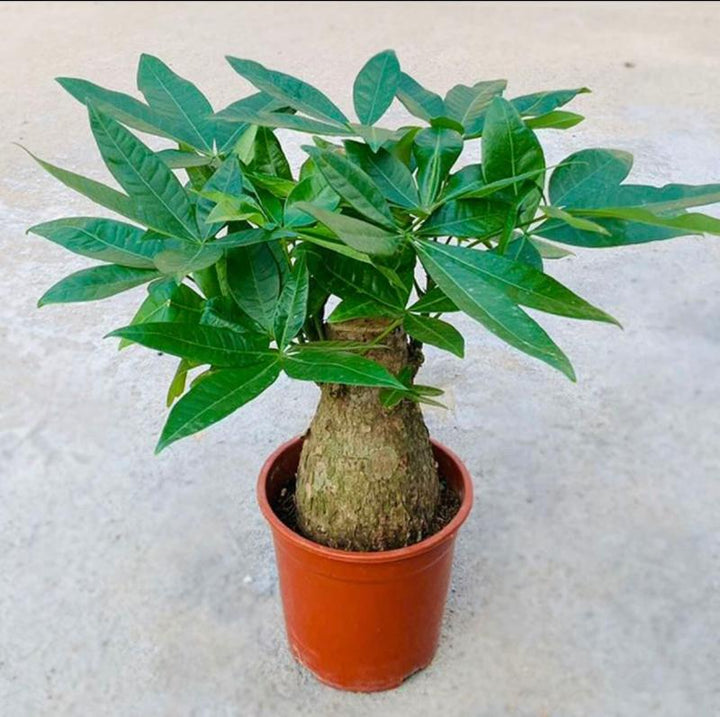 money tree hk Money Tree (Pachira aquatica) - GreenFlow - Plant & Animal Landscaping Specialist Shop – 森流 GreenFlow