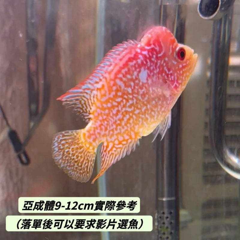 金花火鳳凰羅漢魚（Cichlasoma x Herichthys cyanoguttatus）
