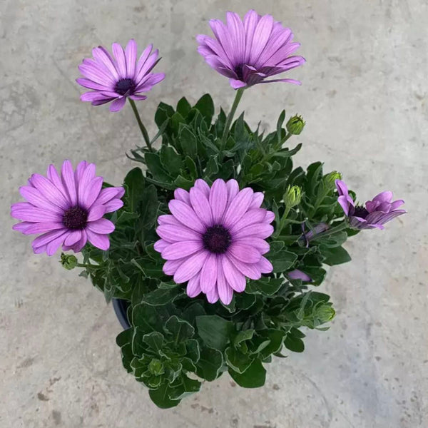 薰衣紫南非萬壽菊（Osteospermum ecklonis）