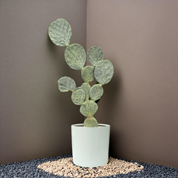 圓鏡仙人掌 (Opuntia robusta）