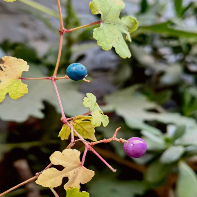 琉璃野葡萄（三裂蛇葡萄） Ampelopsis brevipedunculata - 森流