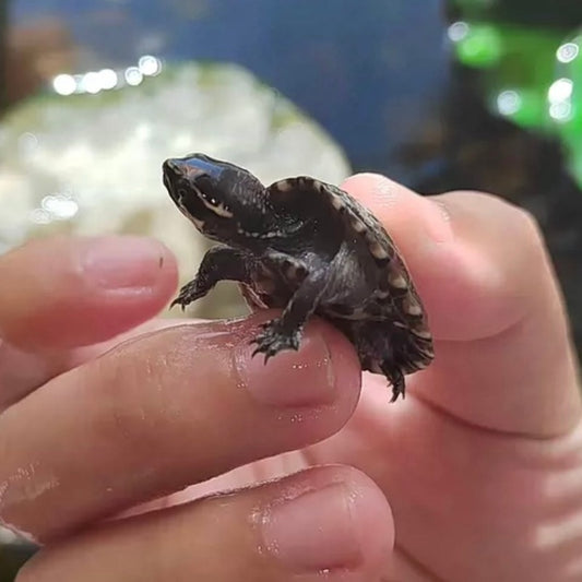 麝香龜 / 黑蛋龜 Common Musk Turtle ( Sternotherus odoratus )