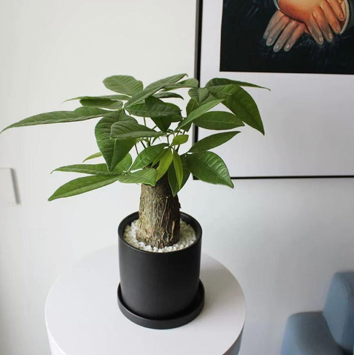 money tree hk 樁型發財樹Money Tree ( Pachira aquatica ) - 森流GreenFlow