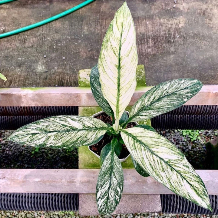 peace lily 中文 名 花葉白掌-斑叶白鹤芋Peace Lily ( Spathiphyllum Sensation Variegated ) - 森流GreenFlow