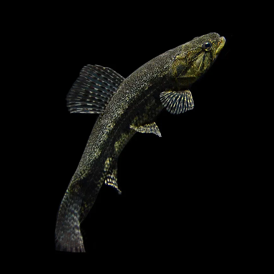 枯木牙魚（Hoplias macrophthalmus）