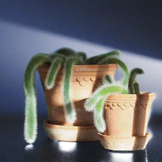 長毛猴尾柱 Monkey Tail Cactus（Cleistocactus winteri ‘ winteri ’ ）