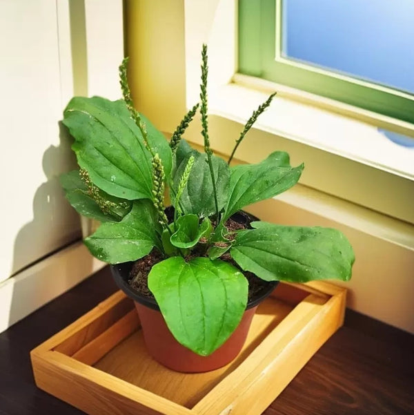 車前草（Plantago asiatica L.）