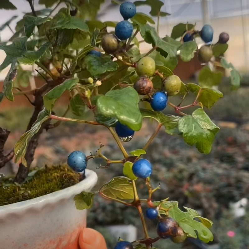 琉璃野葡萄（三裂蛇葡萄） Ampelopsis brevipedunculata - 森流