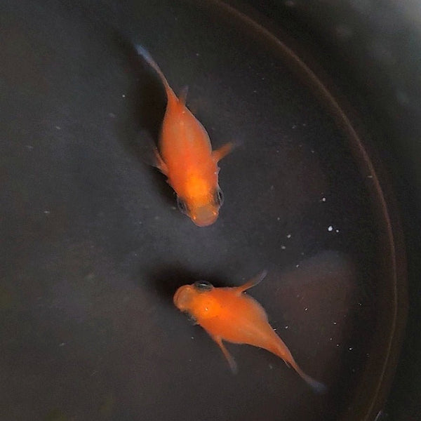 Rice Ryu Japanese Rice Fish - Mori Ryu GreenFlow - Aquatic Plant and Animal ...