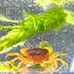 赤棕蟹 （日本澤蟹）可全水養