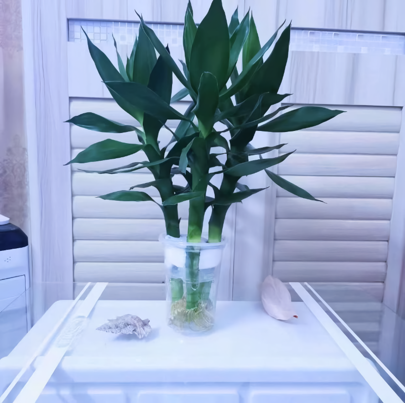 水培富貴竹（Dracaena sanderiana） - 森流GreenFlow - 動植物造景專門店