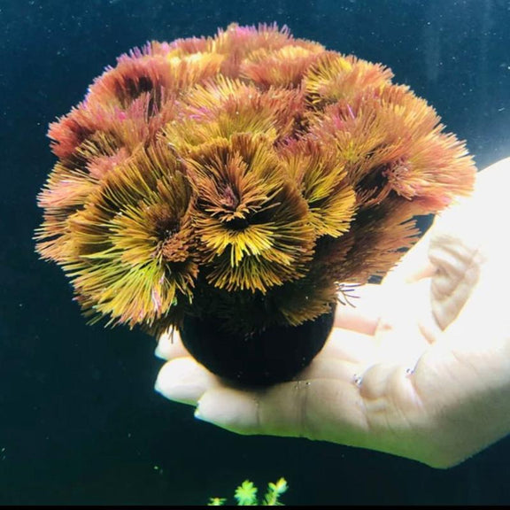 紅菊(陀草) Cabomba piauhyensis ( Wabi-Kusa ) - 森流 GreenFlow - 動植物造景專門店