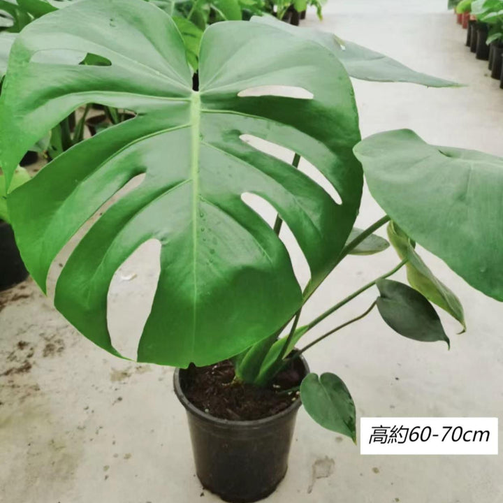 monstera 中文 大型龜背竹(Monstera deliciosa) - 森流GreenFlow