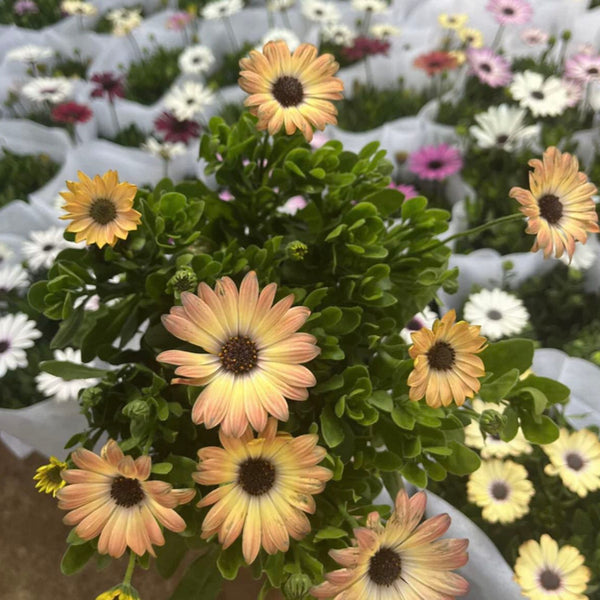 橘色南非萬壽菊（Osteospermum ecklonis）