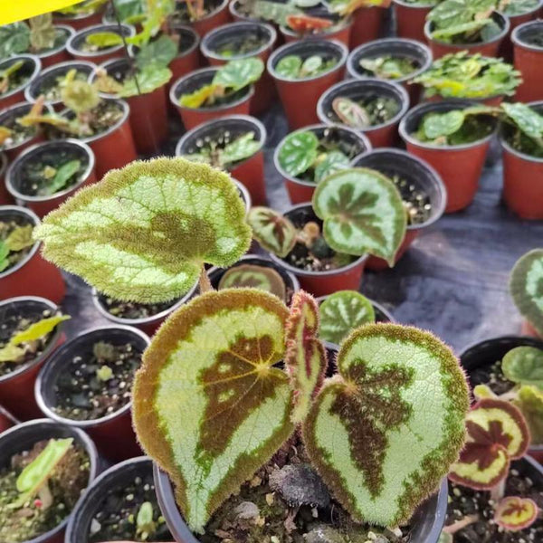 一口血秋海棠 Begonia picturata - 森流 GreenFlow - 動植物造景專門店