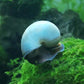 藍螺 / 神秘螺 Blue Mystery Snails (Pomacea bridgesii) 除藻專家