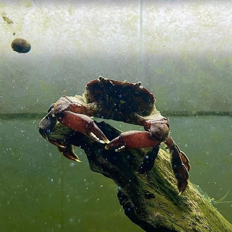 Swimming crab/Varuna litterata can be kept in water