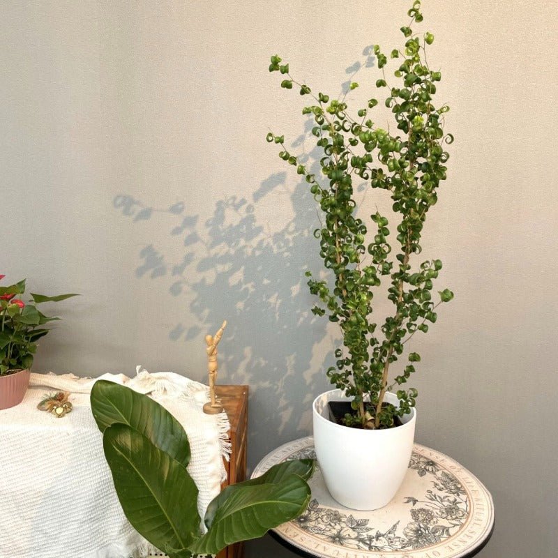 Curly Ficus Large Curly Leaf Fig Ficus benjamina 'Barok' - GreenFlow - Specialist ...