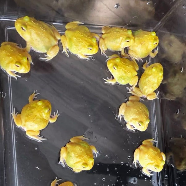蛋黃角蛙 Albino Egg Yolk Pacman Frog ( Ceratophrys cranwelli )