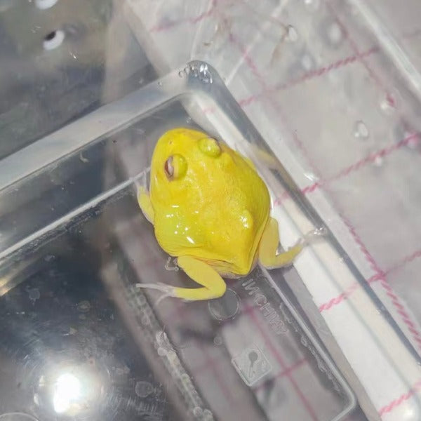 Breeding Pacman Frogs: Habitat, Food & Breeding Cycles - Pacman Frog Egg-Laying And Hatching Procedures