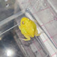 蛋黃角蛙 Albino Egg Yolk Pacman Frog ( Ceratophrys cranwelli )