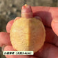 白化巴西龜 Albino Red-eared Turtle （ Trachemys scripta elegans ）