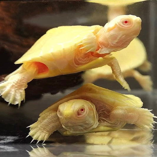 白化巴西龜 Albino Red-eared Turtle （ Trachemys scripta elegans ）