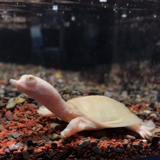 粉雪黃金鱉Albino Soft Shell Turtle ( Trionyx Sinensis abino )