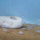 白噴虎 （ Altolamprologus ‘ White Calvus ‘ ）