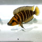 Golden Head Tiger (Altolamprologus compressicep' Gold Head ')