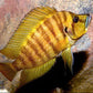 黃金虎 （ Altolamprologus compressicep ‘ yellow ‘ ）