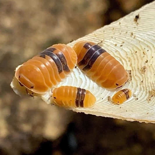 琥珀鼠婦 Amber Isopods ( Cubaris sp. ‘ Amber Ducky ’ )