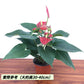 火鶴花 / 紅掌 （ Anthurium andraeanum ）